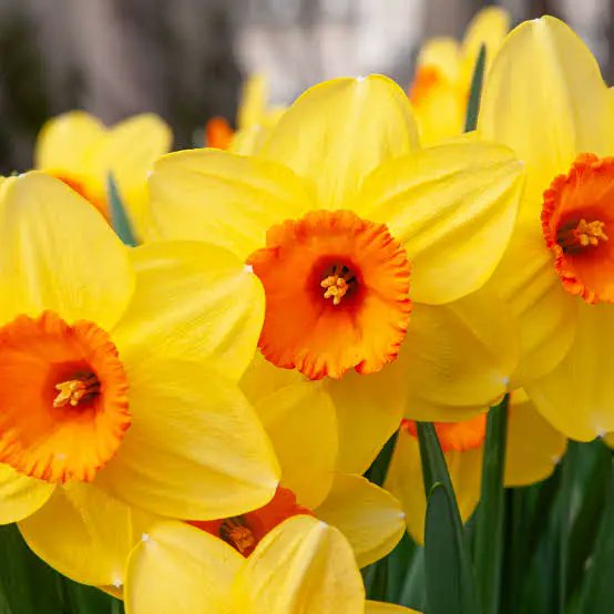 Imotha1's tweet photo. #sunovrat #narcisa #daffodil
samotan sam ko oblak luto
što lebdeć' i brijeg i dol hvata,
odjednom spazih mnoštvo žuto,
obilje zlatnih sunovrata...🌼
W.Wordsworth (preveo: Luko Paljetak) https://t.co/mWhZoDNAcV
