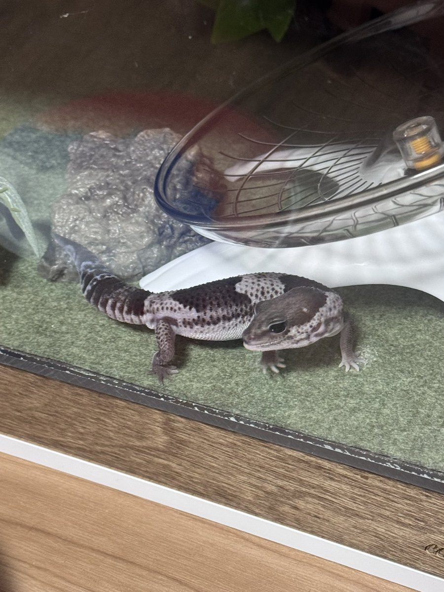 🍀🦎용삼🦎🍀 tweet media