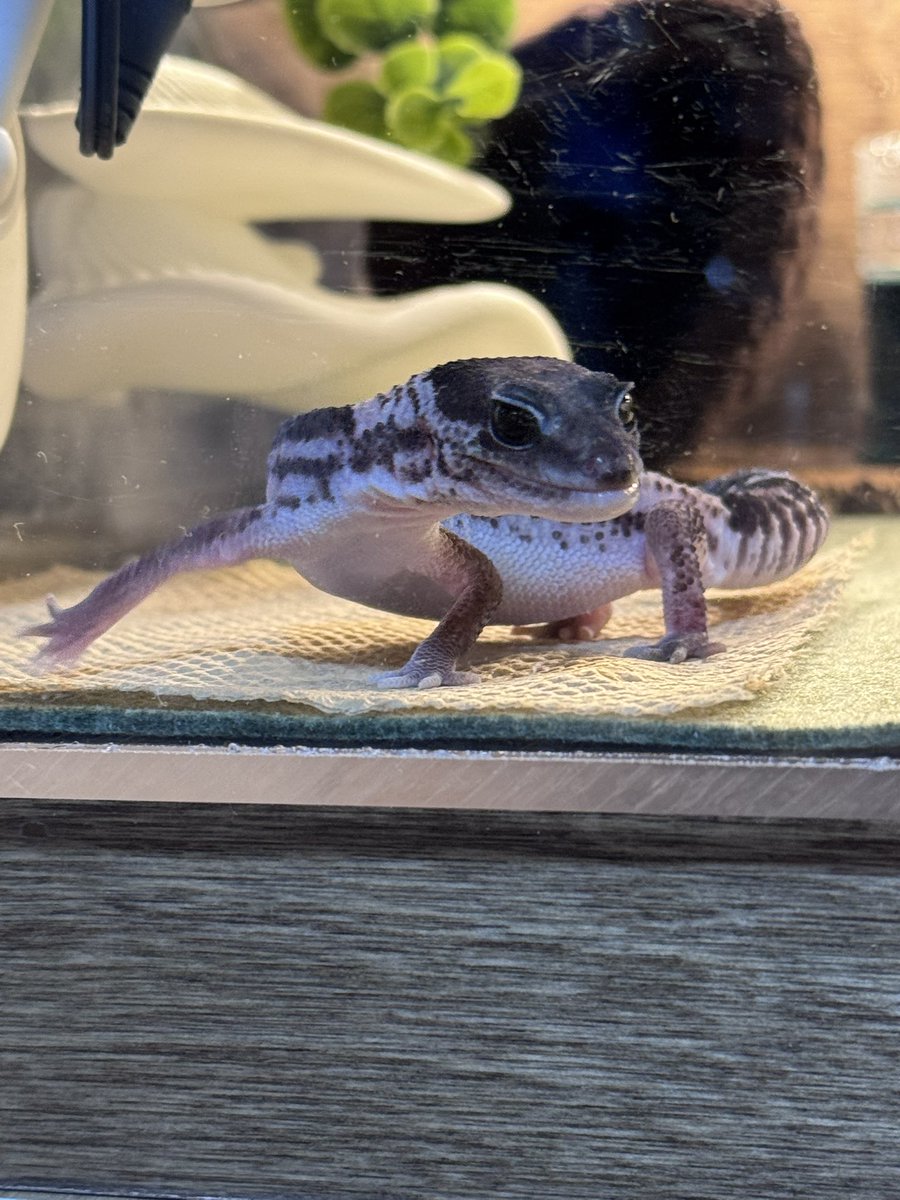 🍀🦎용삼🦎🍀 tweet media