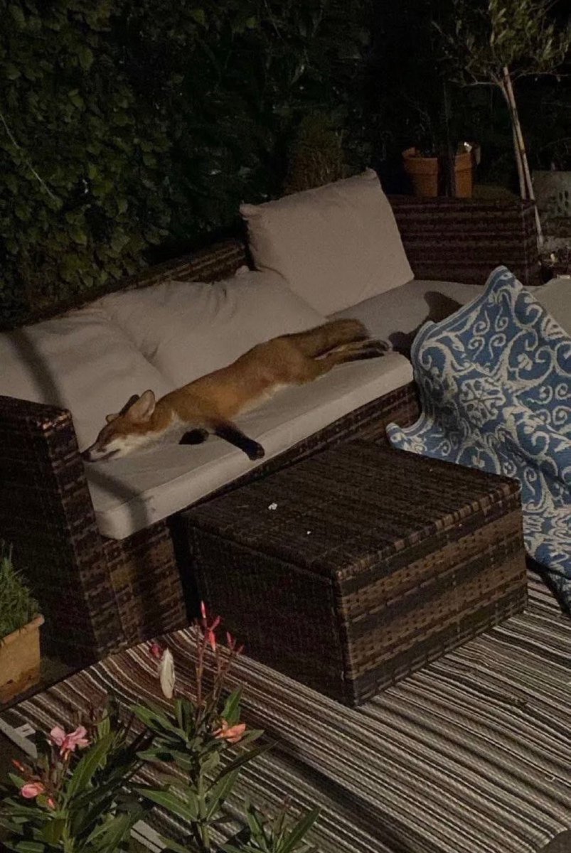 Wild Assault Official tweet media