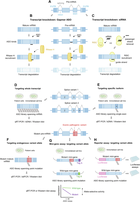 Communications Biology tweet media
