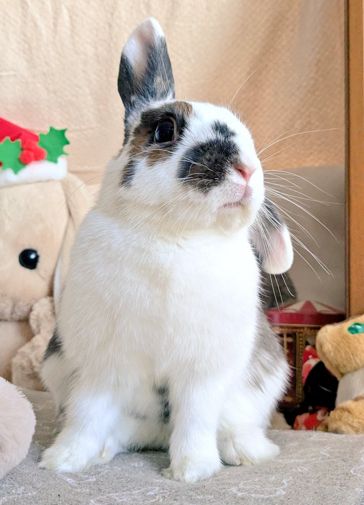 rabbit_monepi's tweet photo. 聞き耳をたてるもねさん🐇 https://t.co/4Tai1uZ2Oz
