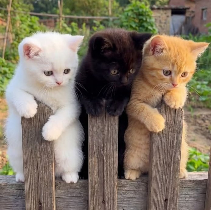 สมาคม แช่ม ชิ เดช วันนี้นั่งด้วยกัน 🫳🏻🐈🐈🐈‍⬛✨️