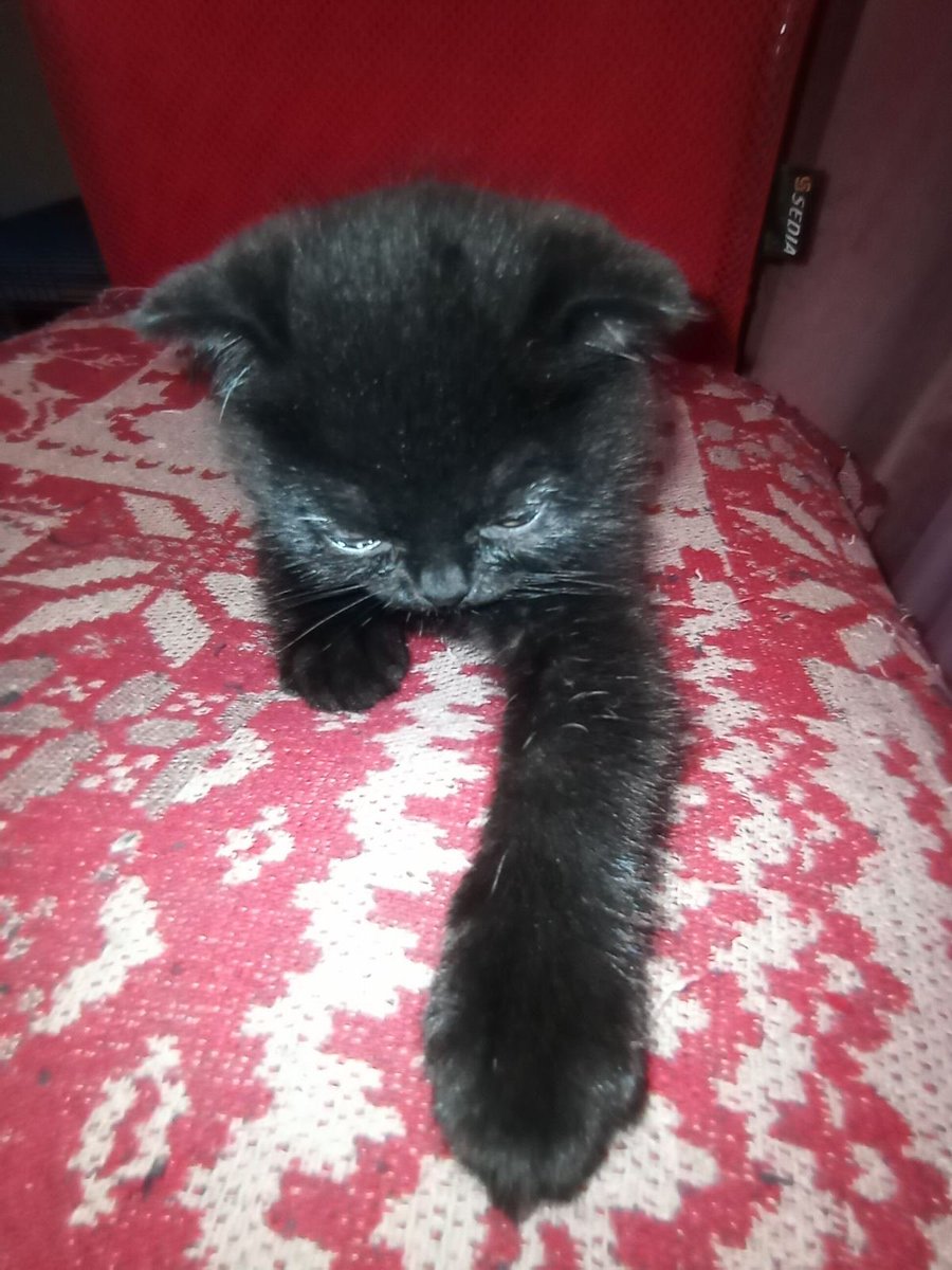 Кот Шурик из Беловежской пущи и его большая семья tweet media