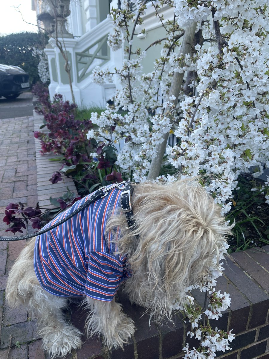 Just popping up to appreciate the blossom by my front door - glorious Spring 🪻