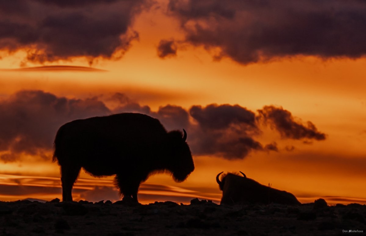 Dan Oosterhous tweet media