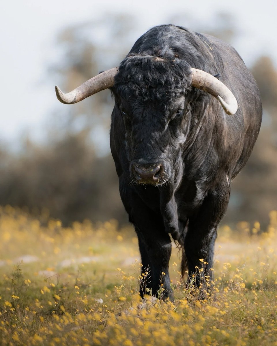 Real Unión de Criadores de Toros de Lidia tweet media