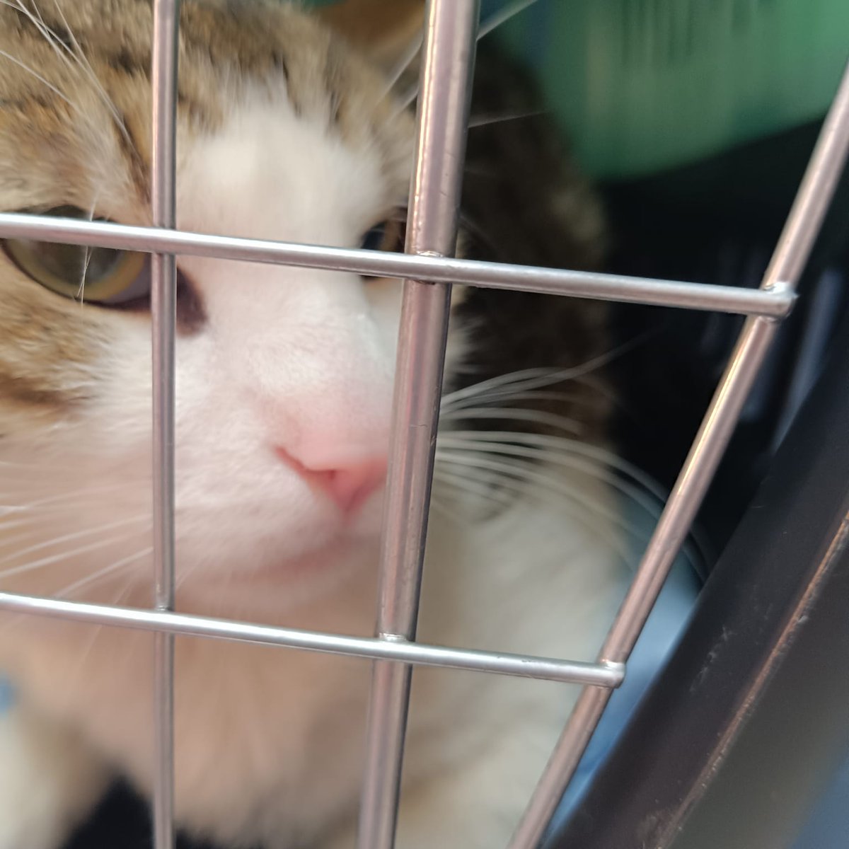 MIY URGENTE ADOPCIÓN 
gato perdido o abandonado en  benalua sur (Alicante)Busca casa es buenisimo
Rafi. 625069298