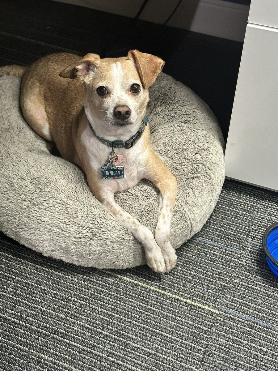 Finnegan 🇨🇦Angel Cooper🌈 and Andria 🇨🇦🐶😇 tweet media