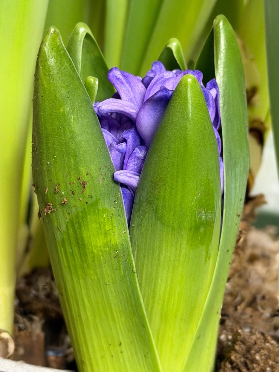 Jo Hackl tweet media