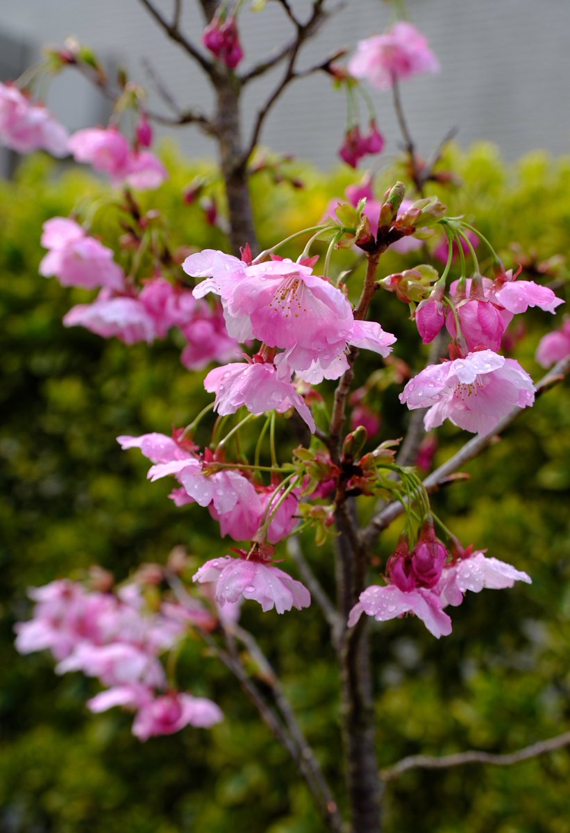 kennoguchi0821's tweet photo. 我が家も昨日から桜が満開🌸🌸🌸　まだ小さな桜の木ですが可愛い。 https://t.co/pAn00H8wCn