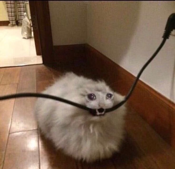 The Munch Man tweet media