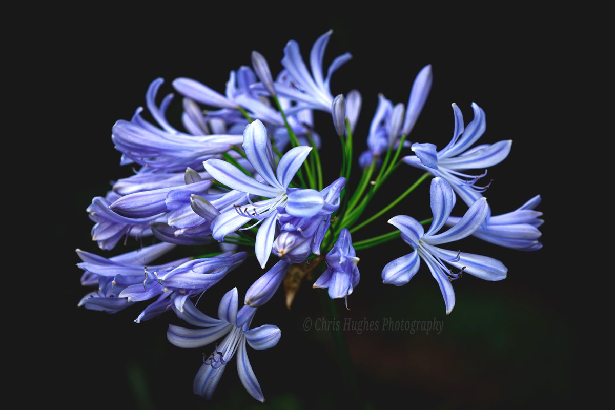 Chris Hughes tweet media