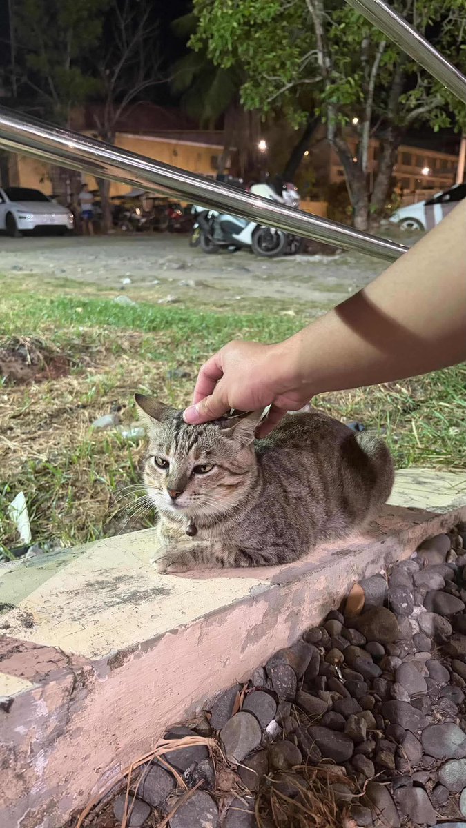 mga pusa sa daan tweet media