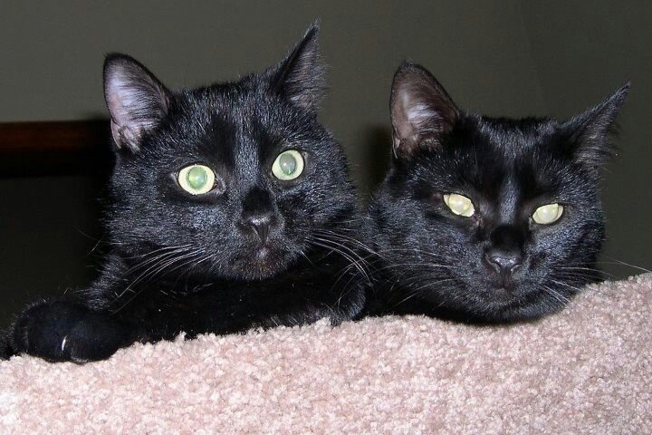 meowkey daily ₍^. .^₎⟆ tweet media