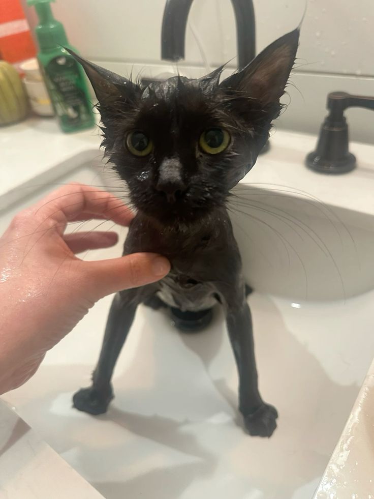 meowkey daily ₍^. .^₎⟆ tweet media