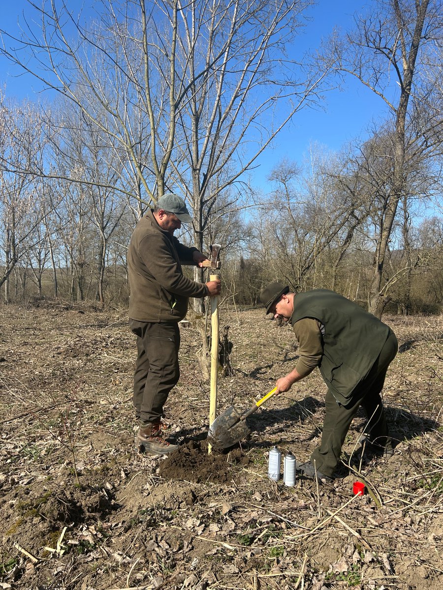 RNP_Romsilva's tweet image. 🌱📸 Colegii noștri de la Ocolul Silvic Târgu Mureș din cadrul Direcției Silvice Mureș au plantat 5.100 de puieți forestieri de plop alb și salcie albă pe o suprafață de peste 2 hectare, unde anterior a avut loc o tăiere rasă

#România #afforestation #forestry #forests #Păduri