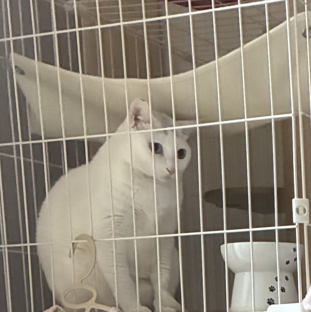 Chanlexu_3cat's tweet photo. 餌あげるの忘れててごめん https://t.co/LGoqQJKEWe