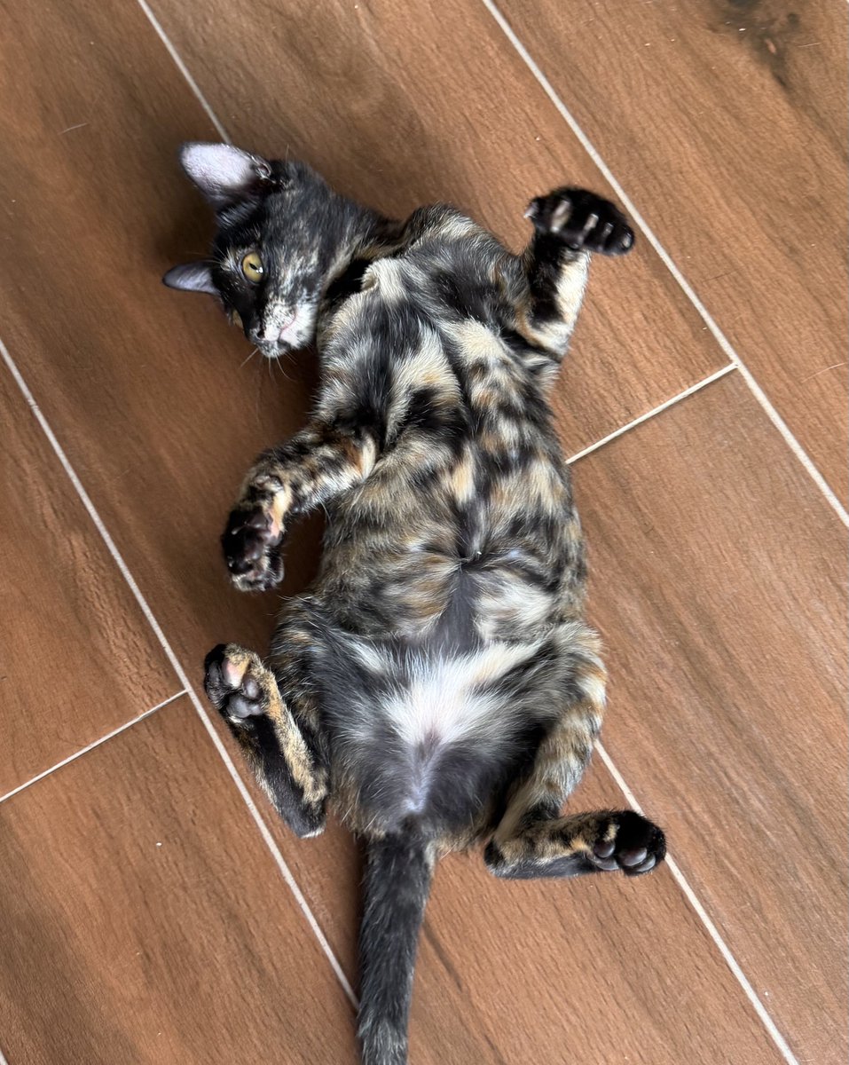 chaom.chaaem tweet media