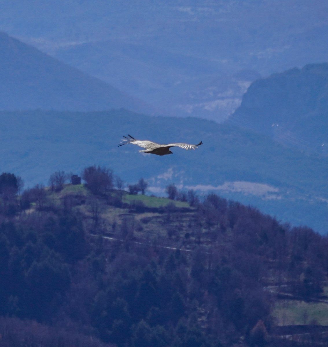 Toño Cañadas tweet media