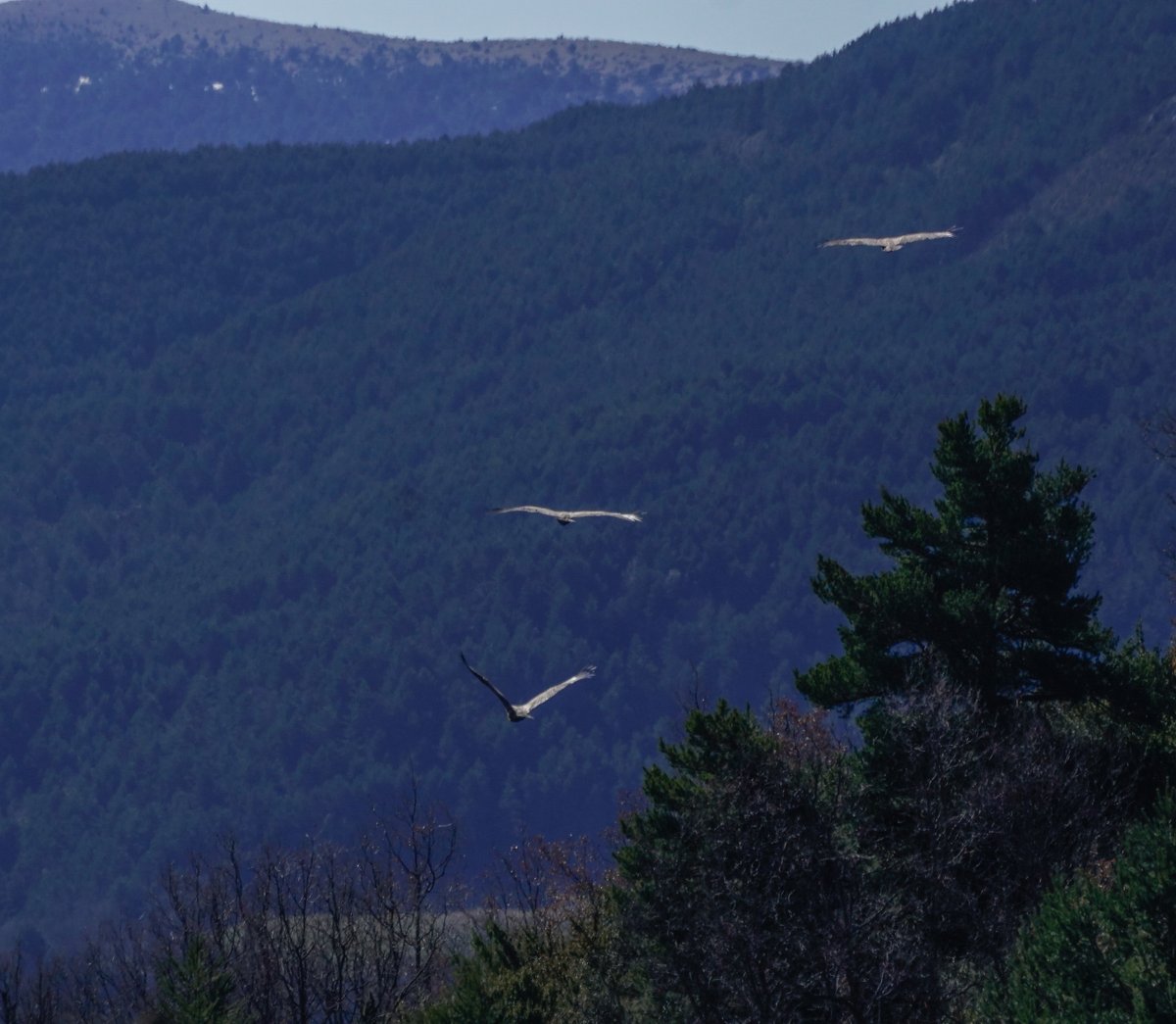 Toño Cañadas tweet media
