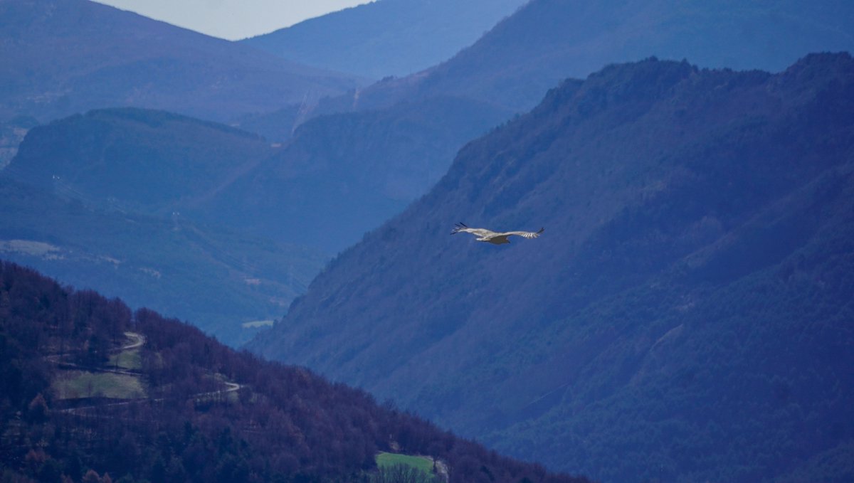 Toño Cañadas tweet media