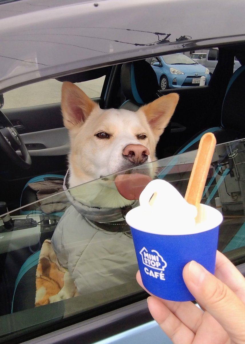 お便秘トロワ、おしりペンペン
優しいタッチにヘラヘラする😮‍💨
🍦食べたくて、窓舐めるトロワ
焦らなくても大丈夫だよ🩷
