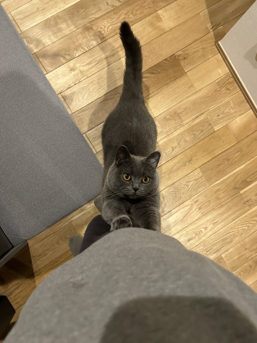 グリとグラとジル🐾 tweet media