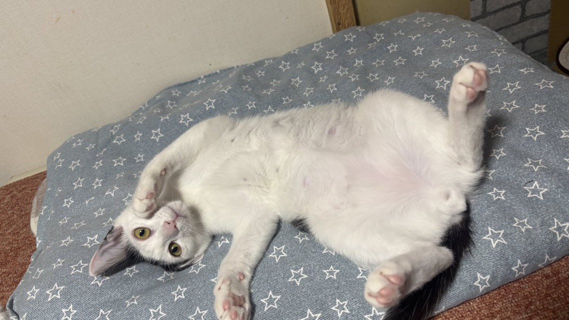 にゃんたまチャンネル@猫と遊べる温泉旅館 tweet media