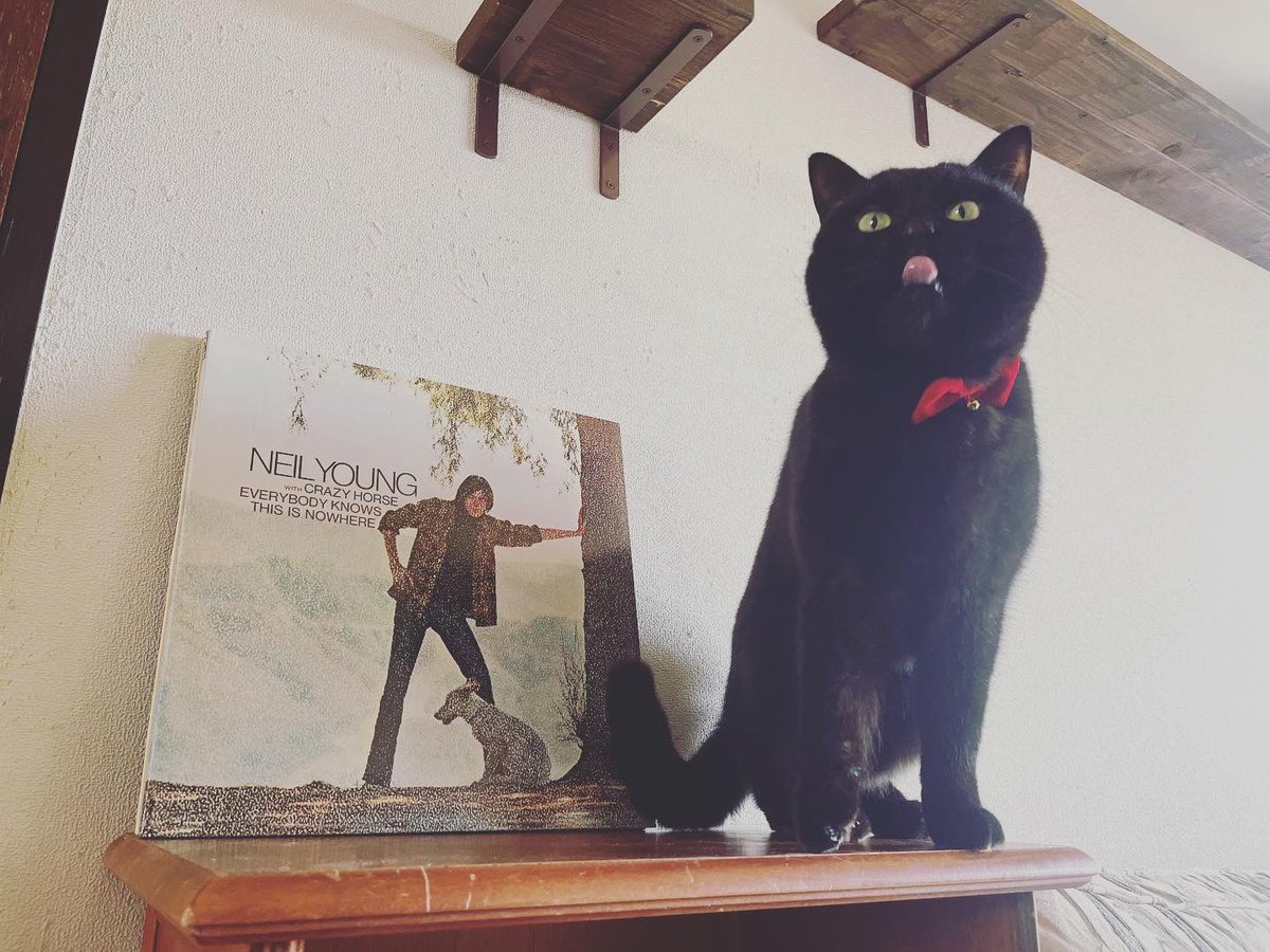 猫別府 tweet media