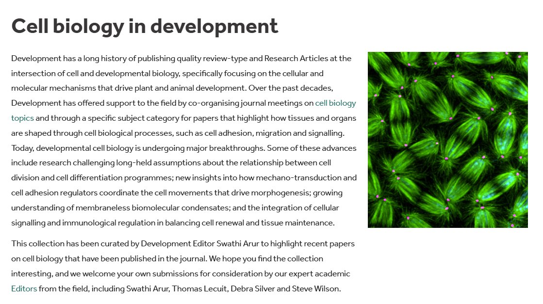 Development tweet media