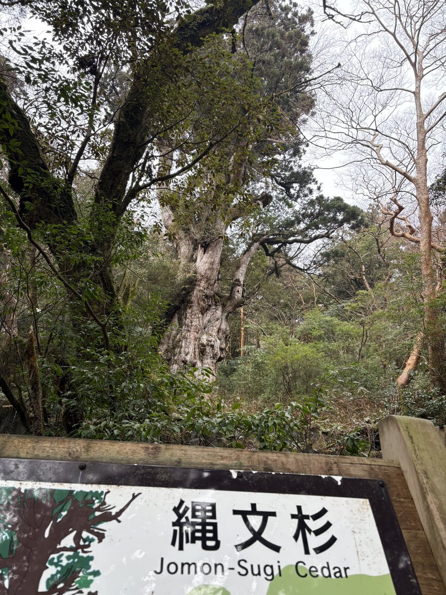 manshin_third's tweet photo. 昨日見てきた縄文杉。
険しいし長くて大変だったけど、見に行った甲斐があった。 https://t.co/p0Fk4va5HX