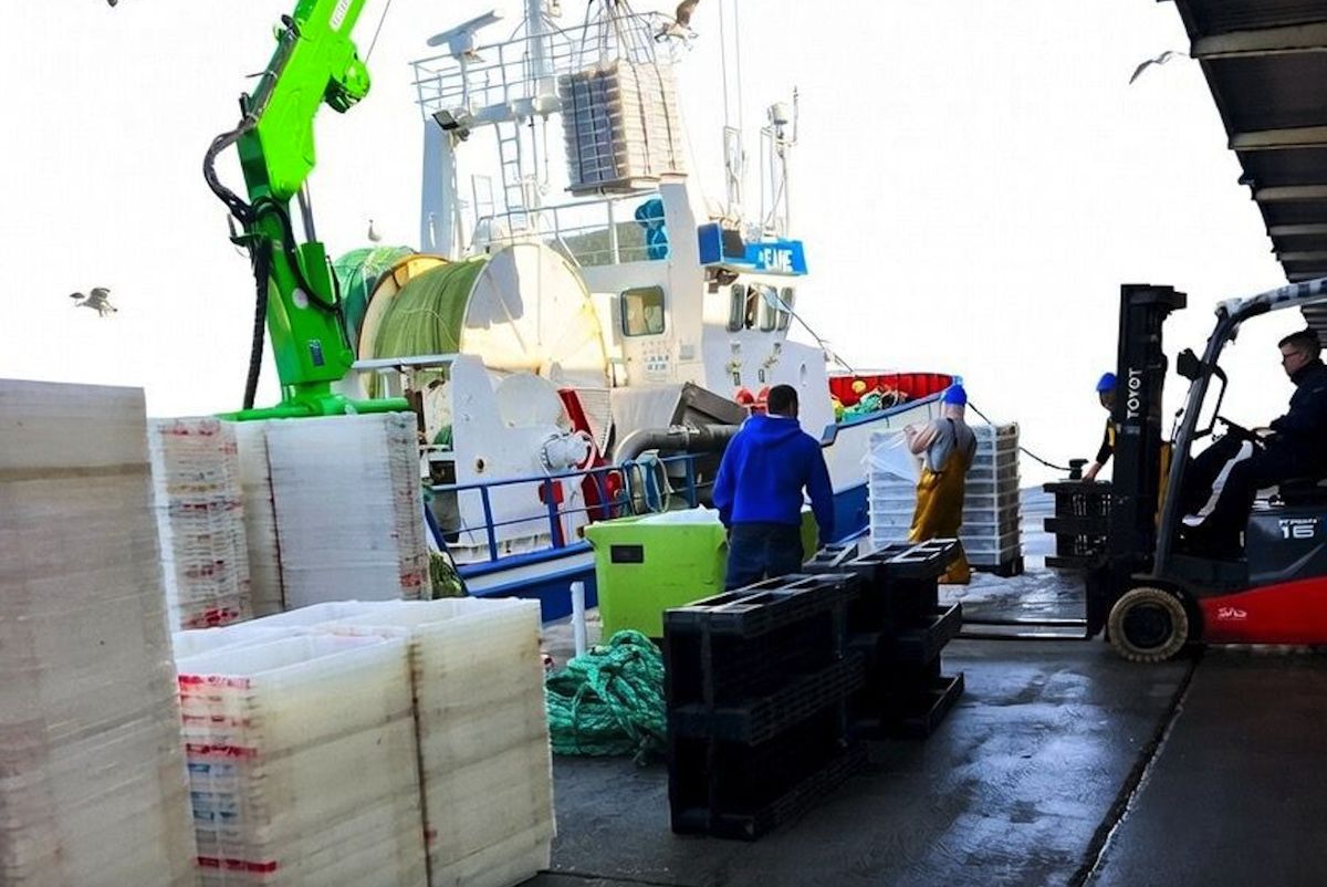 Industrias Pesqueras tweet media