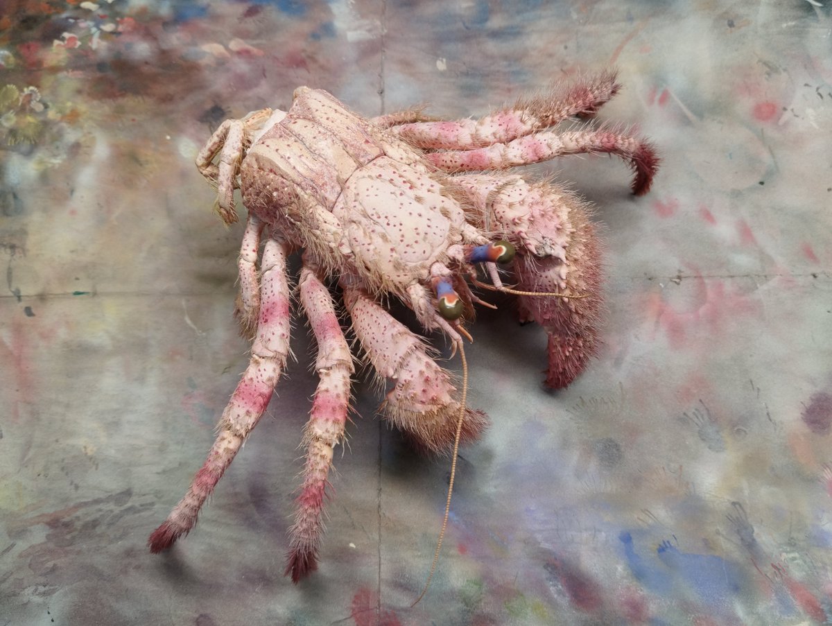 魚道部!/ 剥製師 力石眞弘 (チカライシ マサヒロ) tweet media