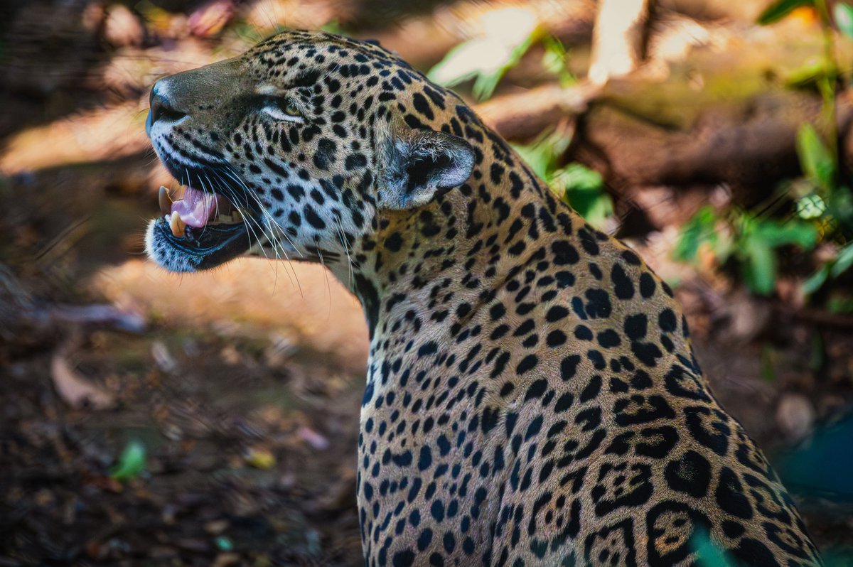 J. P. Monge S. tweet media