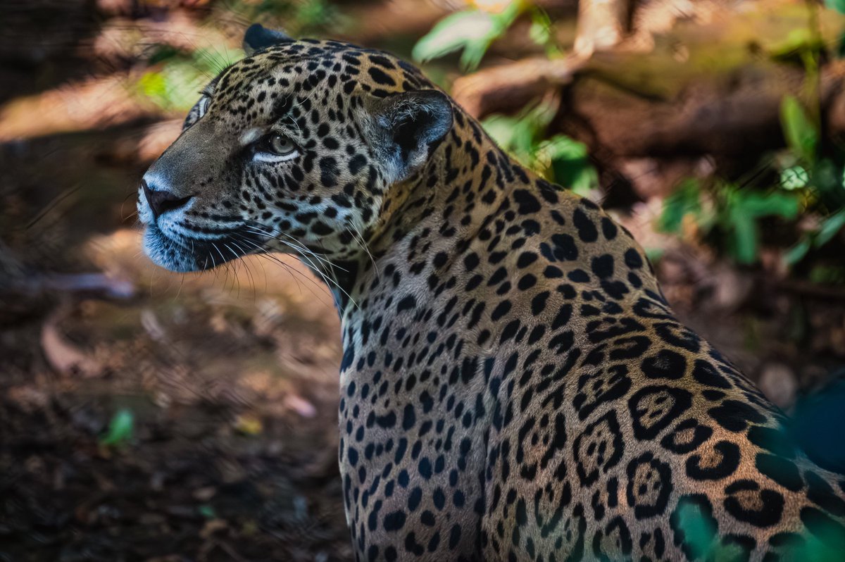 J. P. Monge S. tweet media