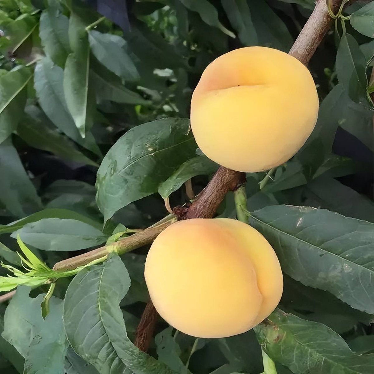 Денис Подзираев tweet media