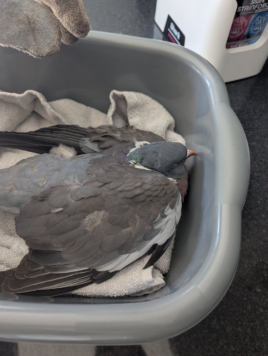 Gabriel Blake - Writer 📚 tweet media