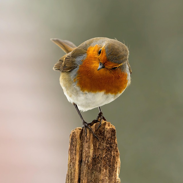 Danielle Wells tweet media