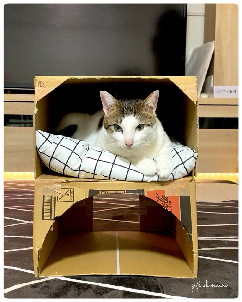 gift okinawa +╰ᘏᗢ tweet media