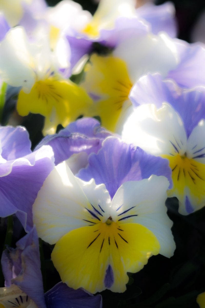 Art of Days(アート オブ デイズ) tweet media