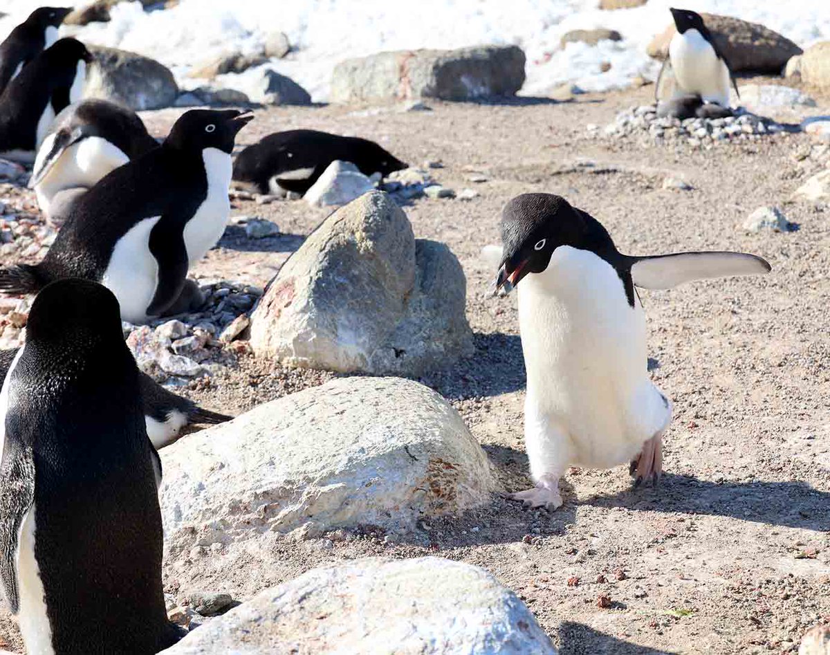 ペンギン　石づくり せっせと石運び。草も木もはえない南極大陸沿岸の夏、アデリーペンギン