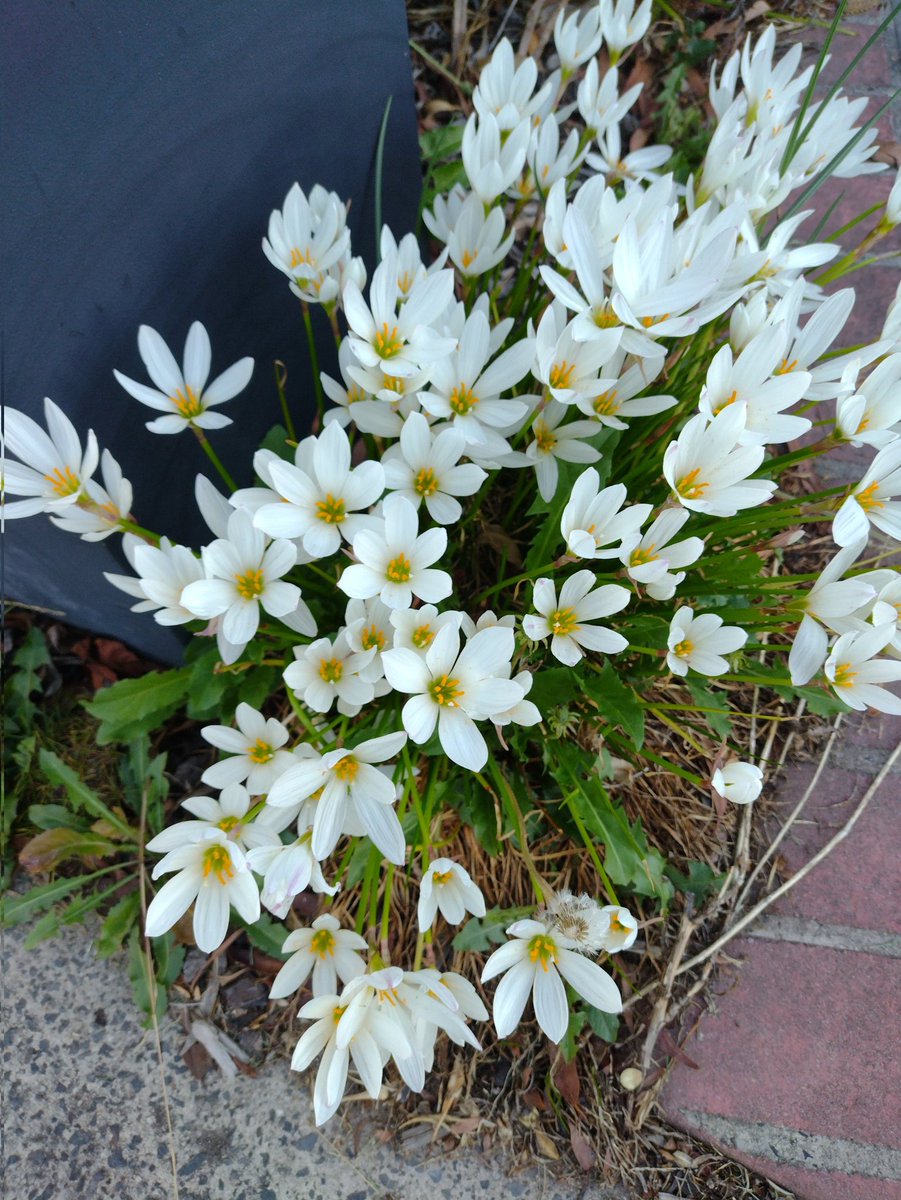 Dienece Darling tweet media