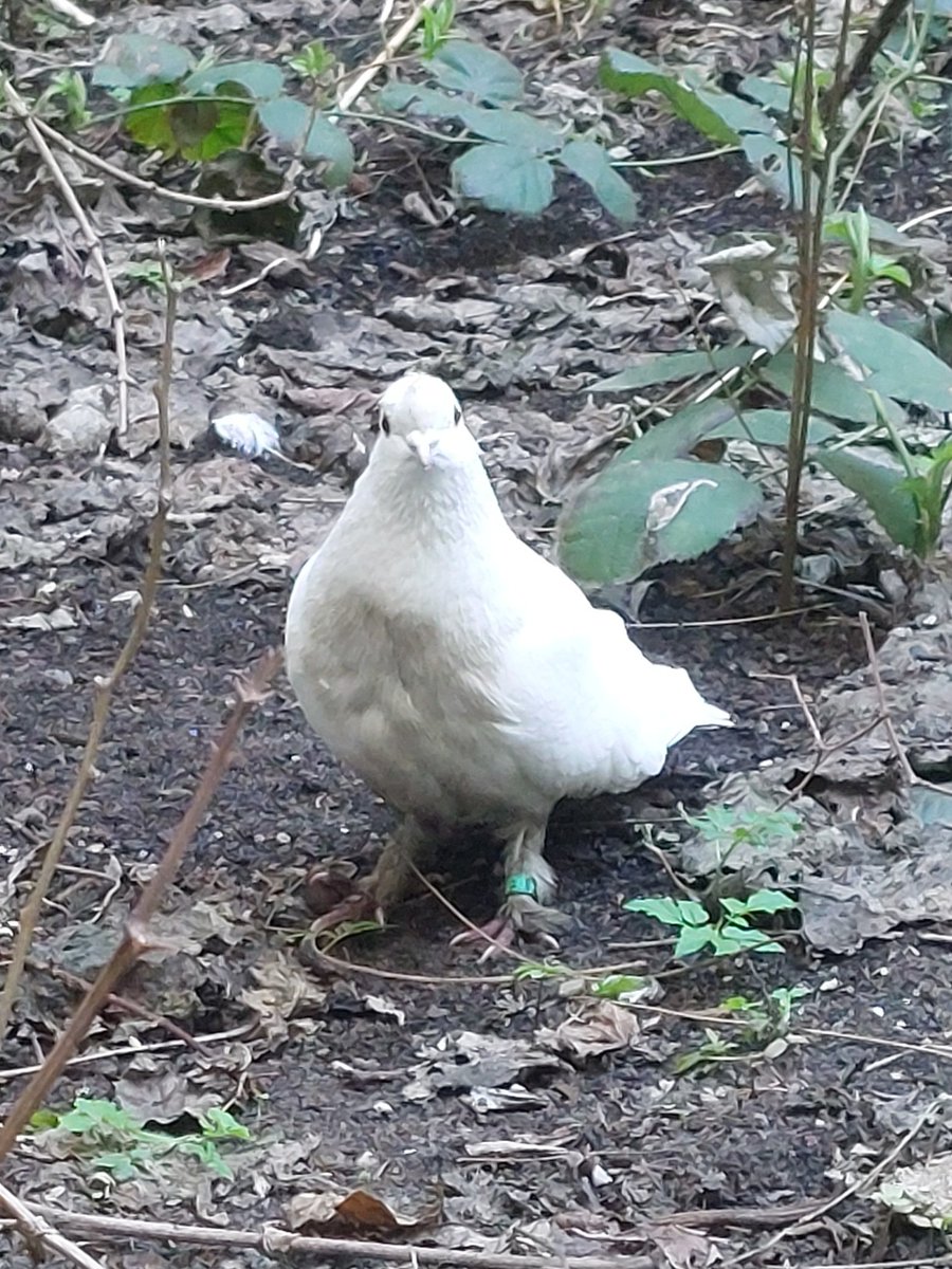 Peter v. Mühlendahl tweet media