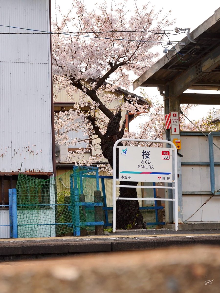 fromnagoya/名古屋で穏やかな暮らし tweet media