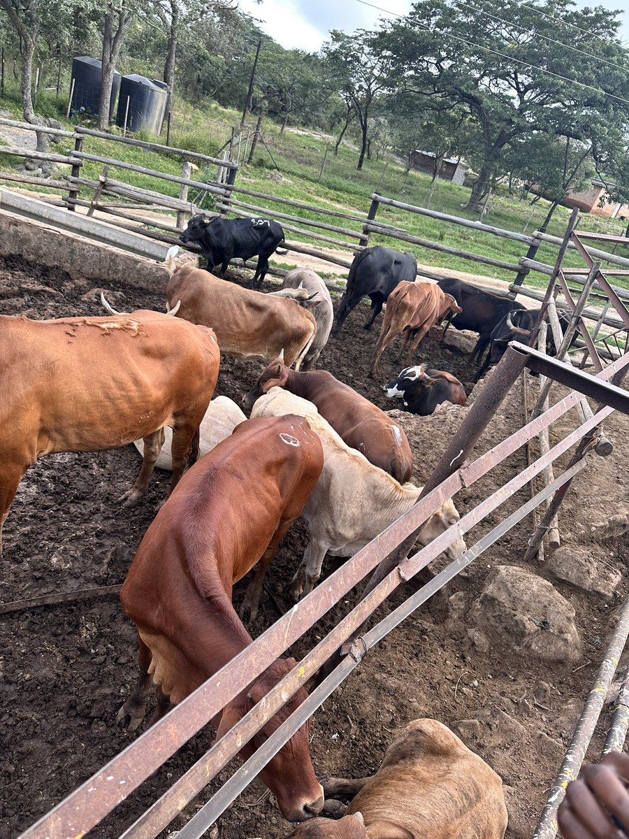 Anesu Mapisa tweet media