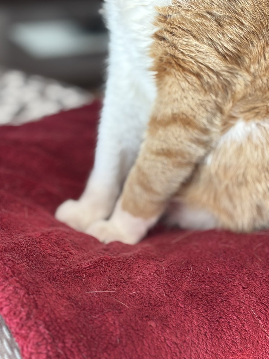 ❦ 𝑳𝒖𝒍𝒖𝒘𝒖 ❦ tweet media