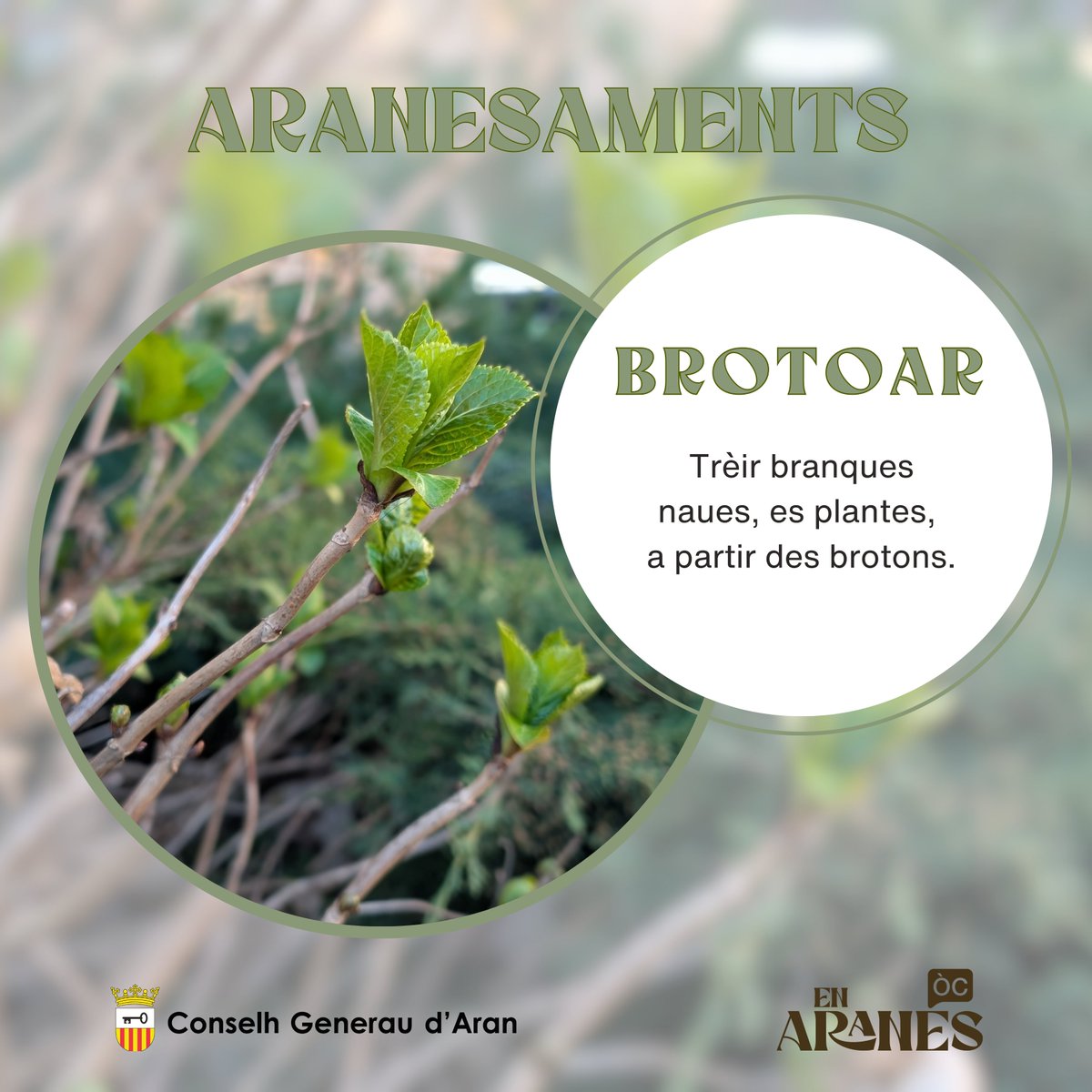 En Aranés tweet media