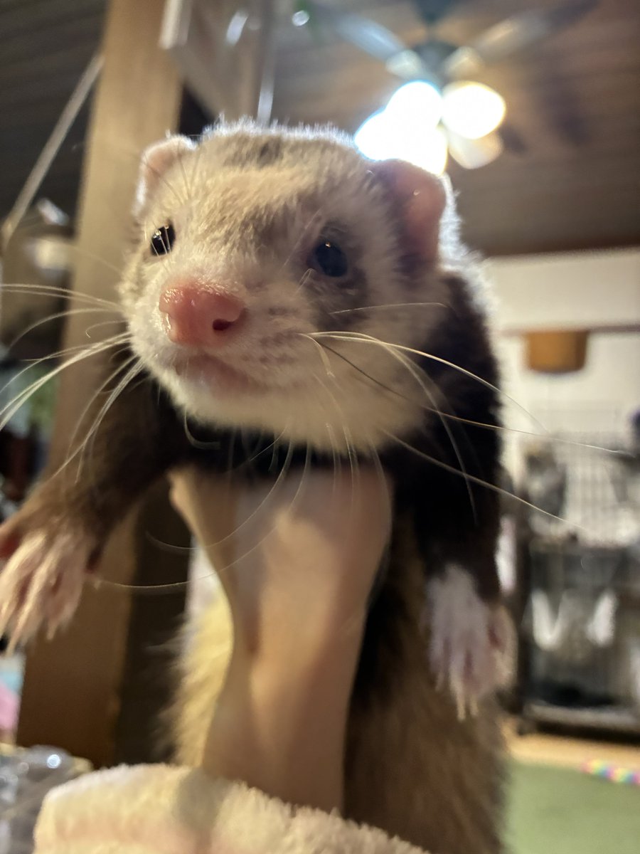 naoフェレグランス愛用中 tweet media