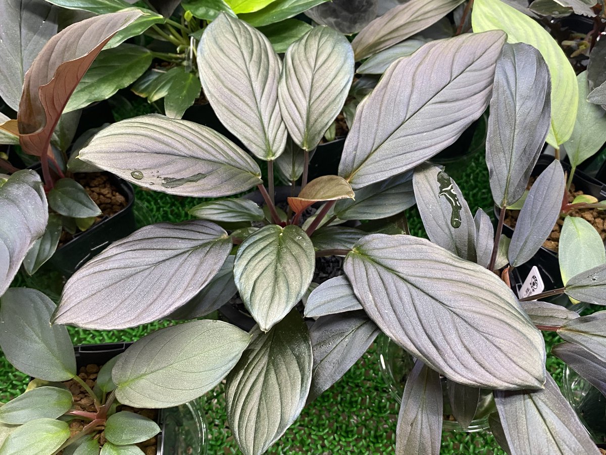 ringo_aqua tweet media